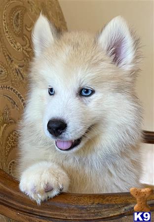 Puppy Pomsky Picture 1